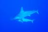 Requins marteaux aux Brothers par Fabrice